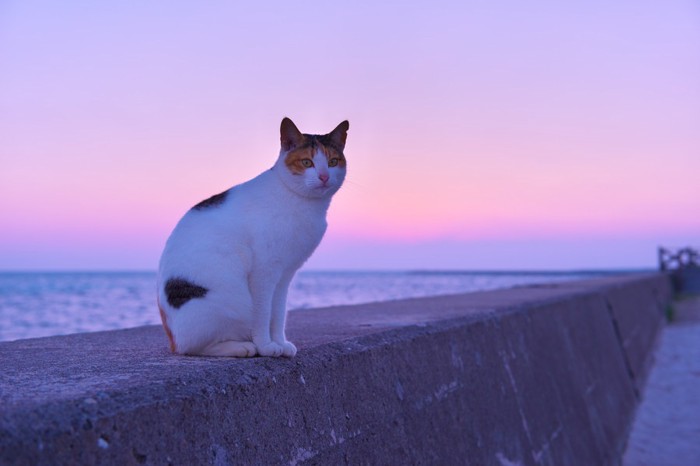 夕焼けと猫