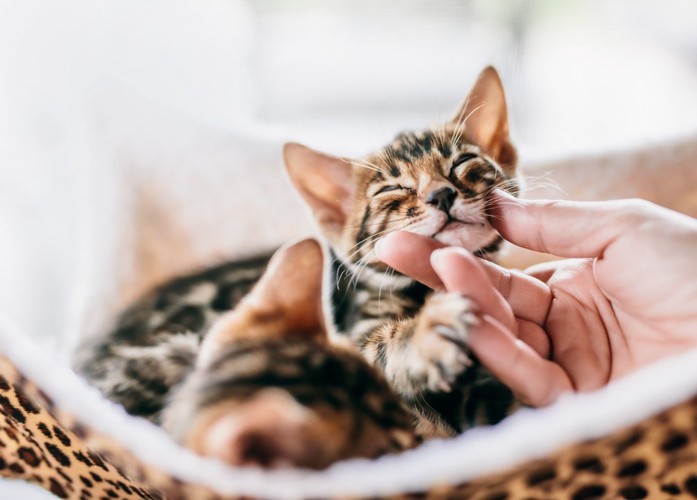 笑顔の子猫と人間