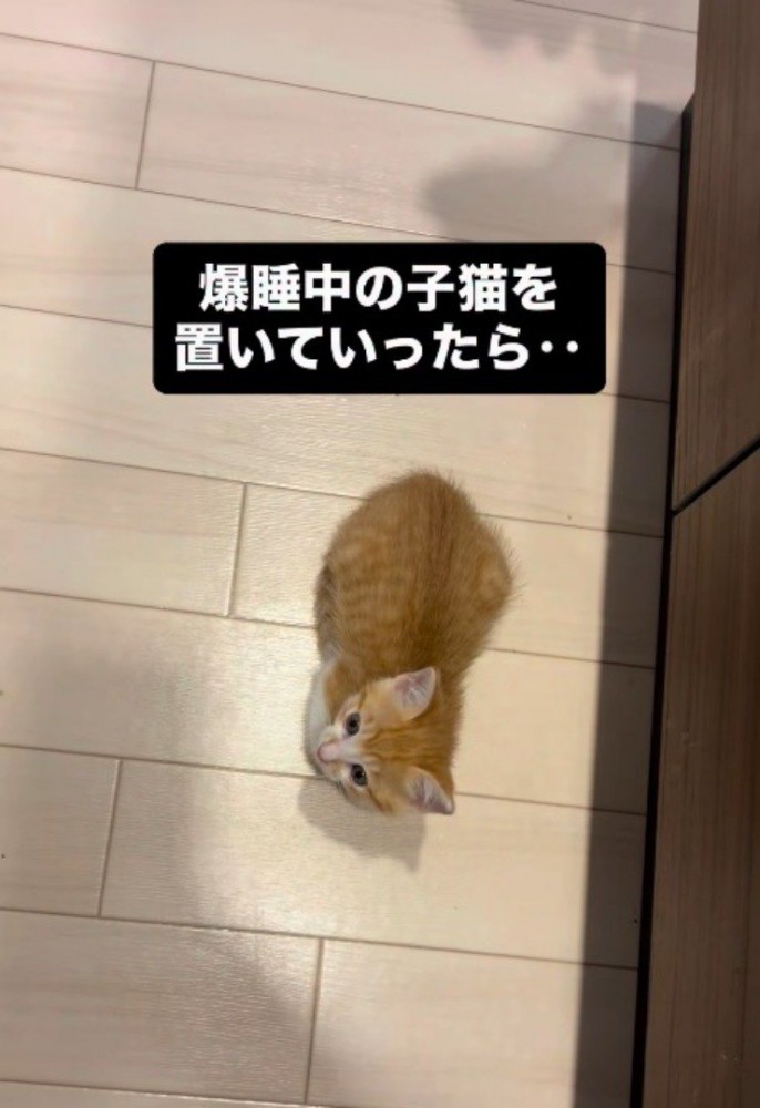 飼い主の足元に座る子猫