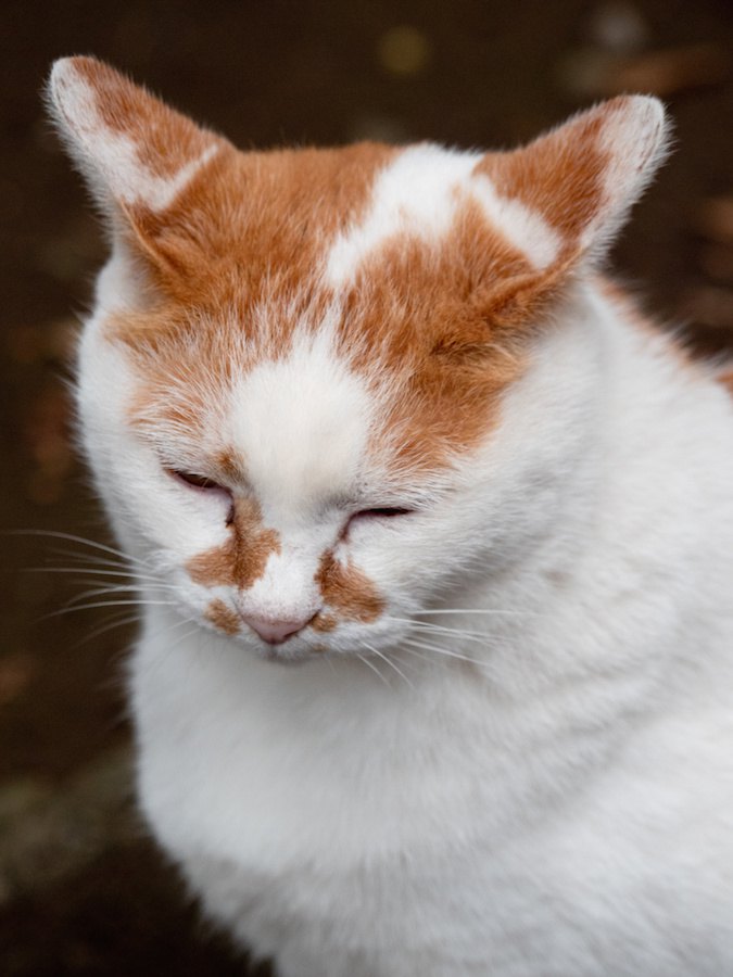 座ったまま眠っている猫