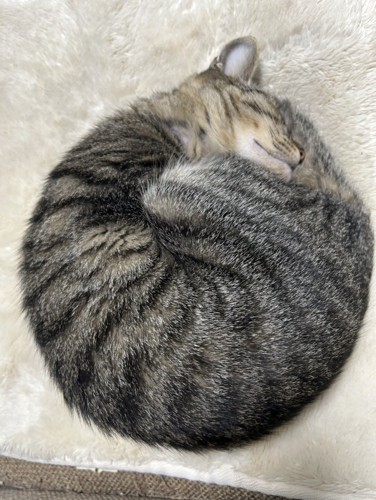 手足をお腹にしまって丸まる猫
