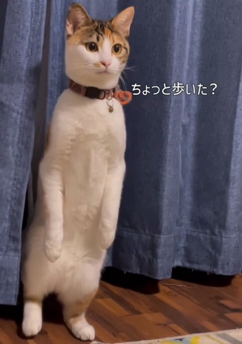 後ろ足を動かす猫