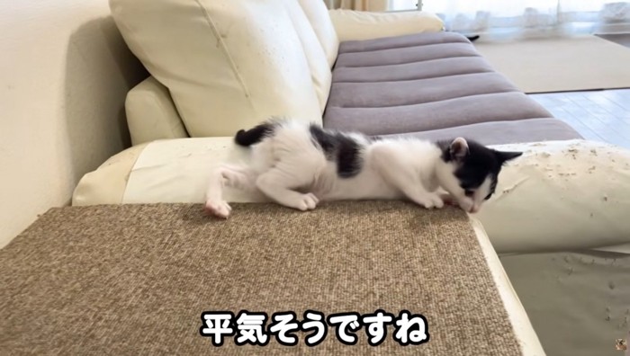 ソファで横になって遊ぶ子猫