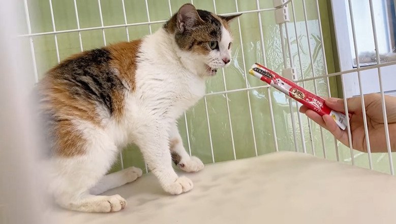 おやつを見る猫