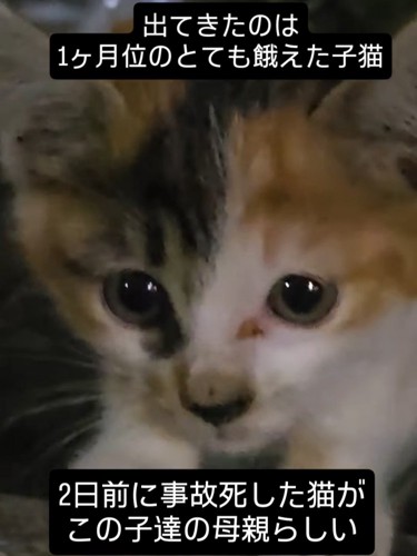 カメラに近づく子猫