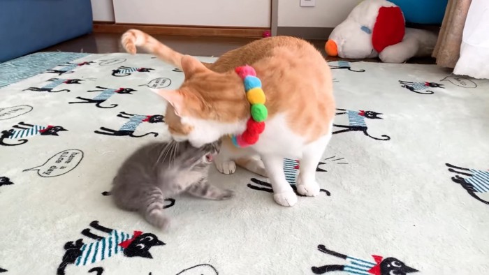 子猫を噛む成猫