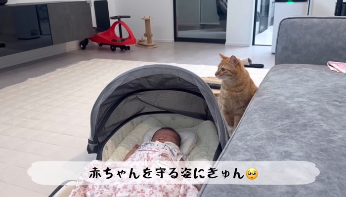 赤ちゃんの側にいるとらまるくん