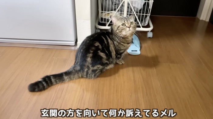 何かを訴えるメル