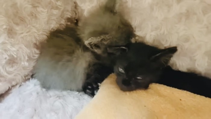 毛布で眠る灰色子猫と黒色子猫