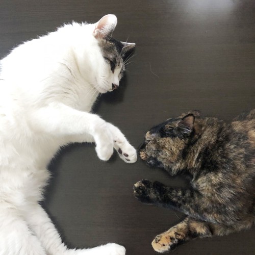 ラブ