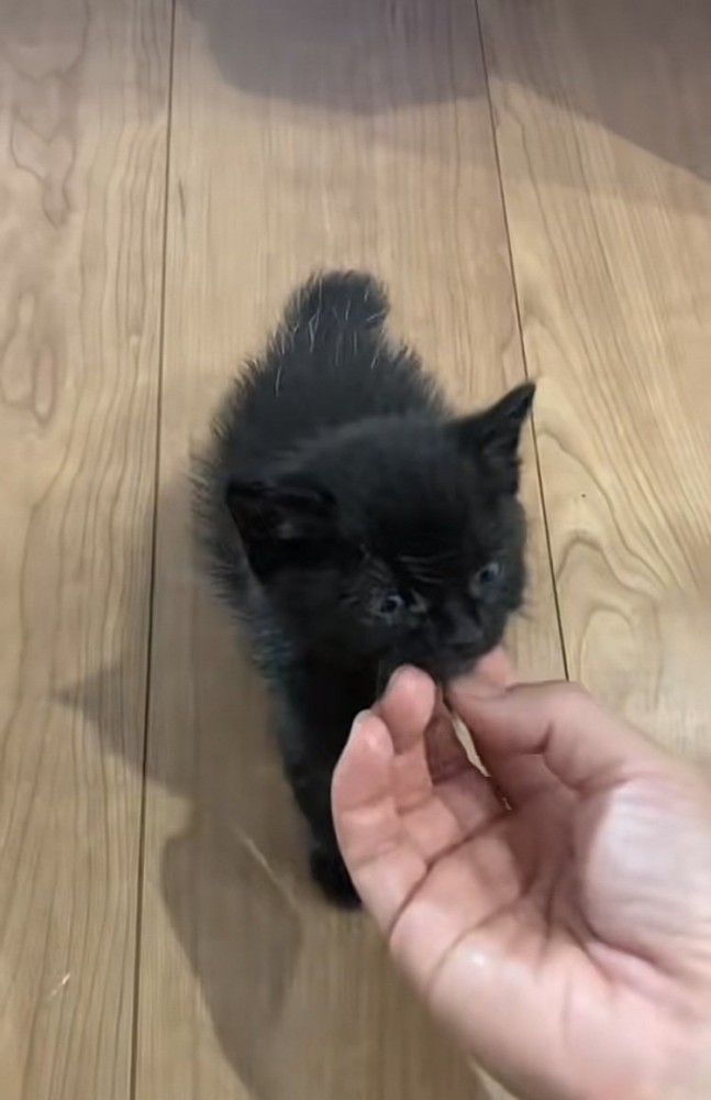 ママに顎を撫でられる赤ちゃん猫