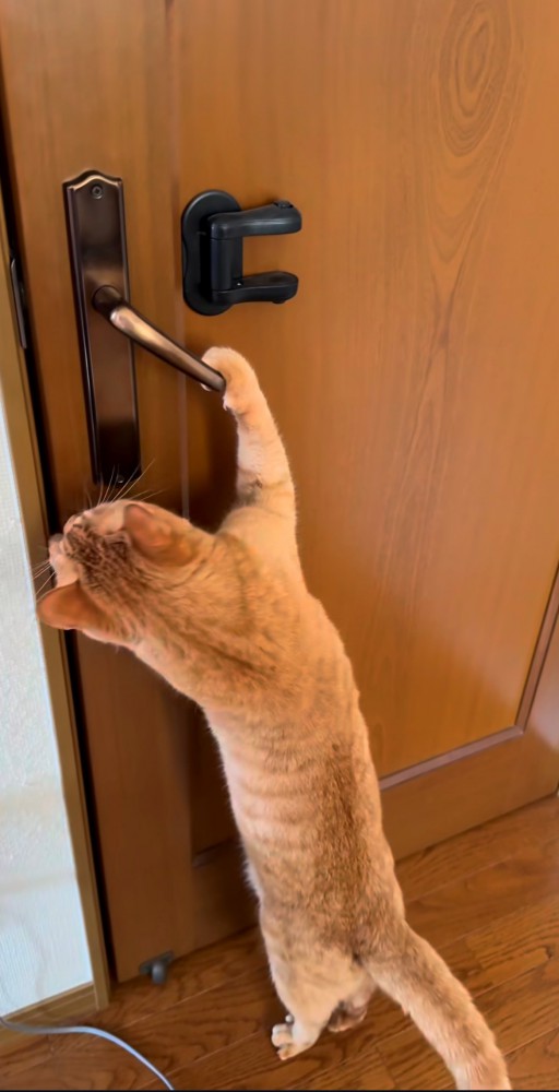 茶トラがドアを開けた瞬間