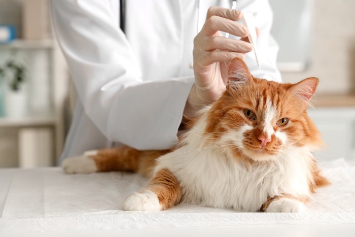 駆虫薬を落とす