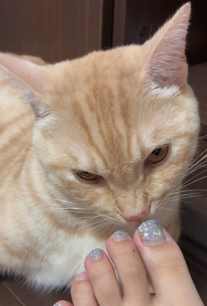 飼い主さんを見つめる猫