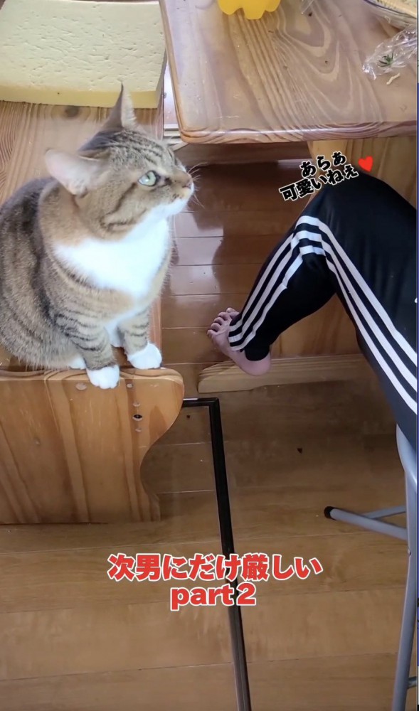 可愛いと言われる猫