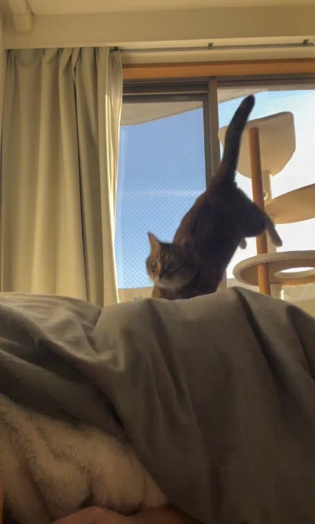 キャットタワーから布団の上にジャンプするキジトラ