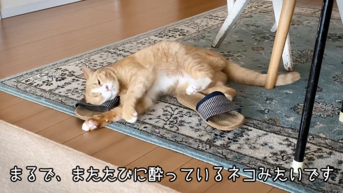 スリッパに顔をこすりつける猫