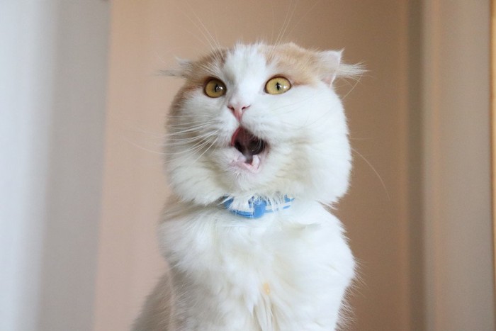 叫んでるような猫