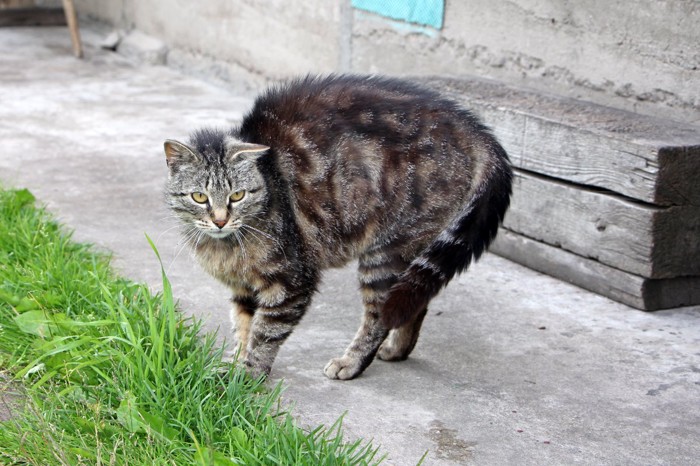 警戒する猫