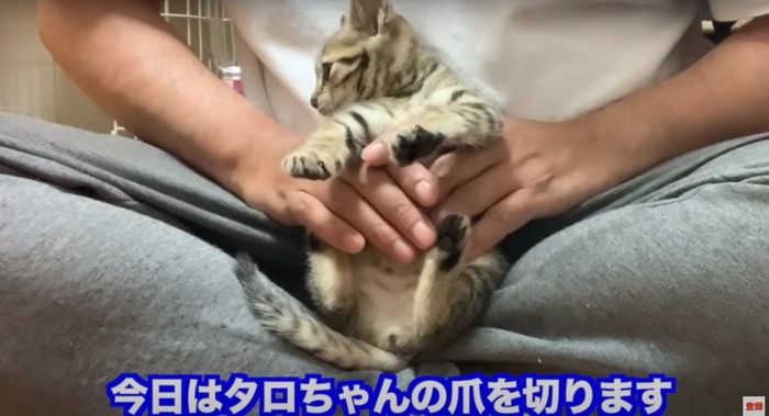 膝の上の子猫