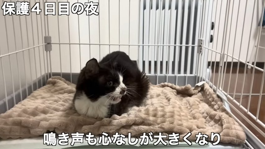 鳴いている猫