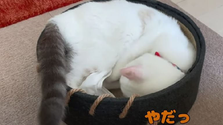 室内にいる猫