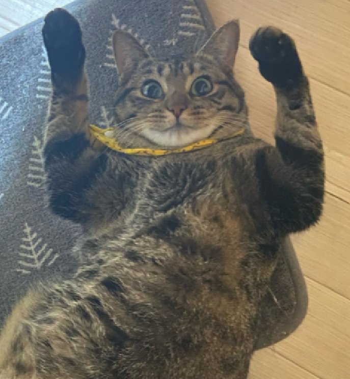 バンザイする猫