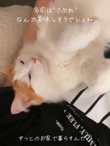 目を細める猫