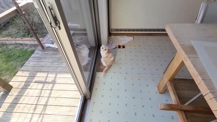 窓際にいる猫