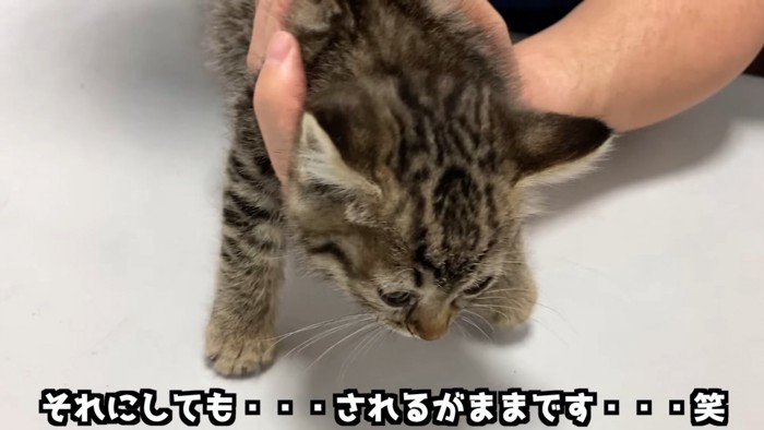 体を持たれる子猫