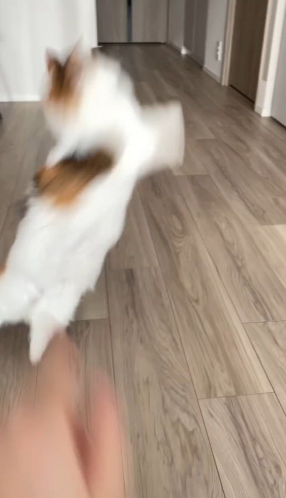 おもちゃを見つめながらジャンプする猫