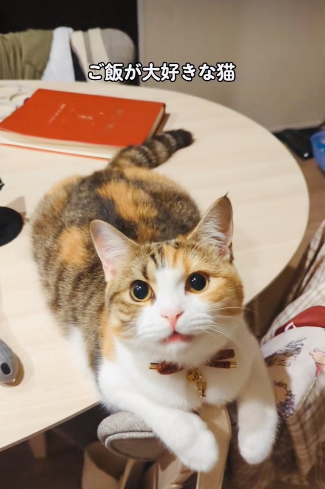 パパの呼び掛けに返事するスコティッシュフォールド