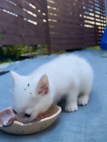 ごはんを食べる子猫