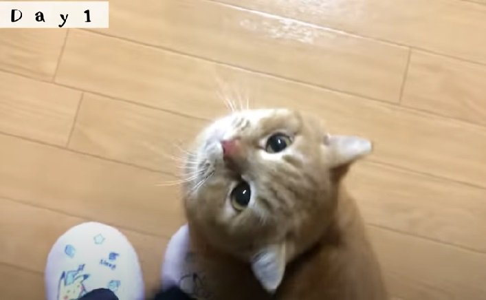 飼い主さんにスリスリするマンチカン