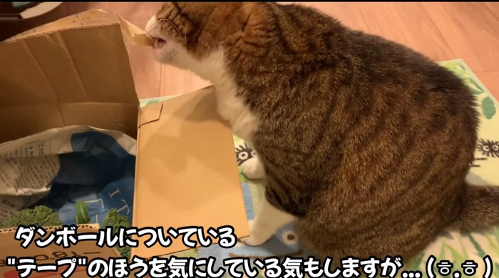 テープを噛む猫