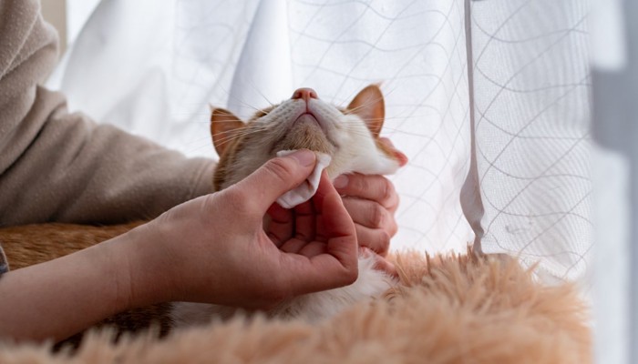 猫の顔を拭く