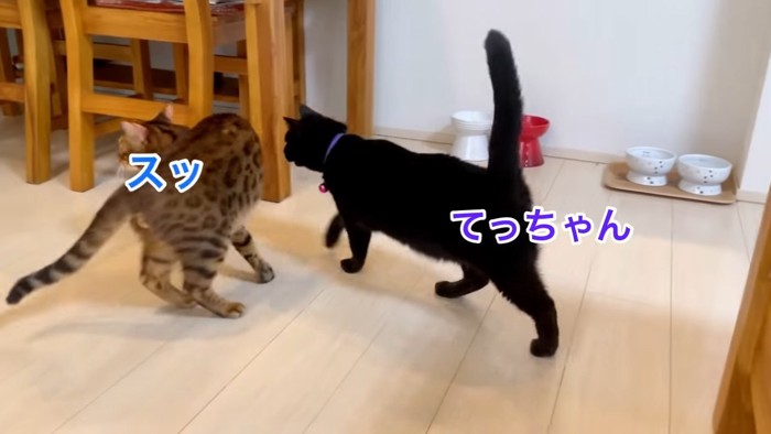 黒猫と逃げるベンガル