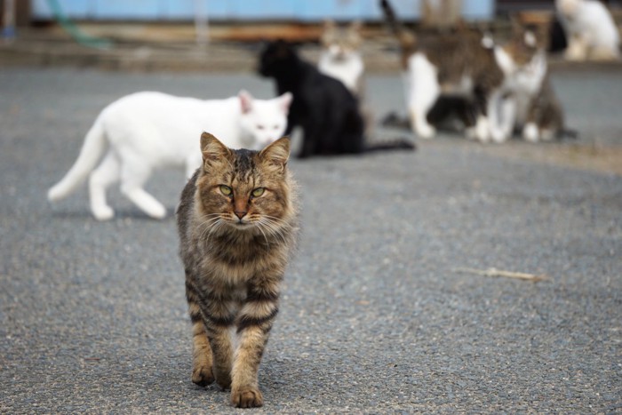 猫の集会