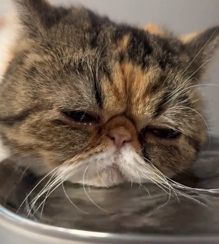眠そうな表情で水を飲む猫