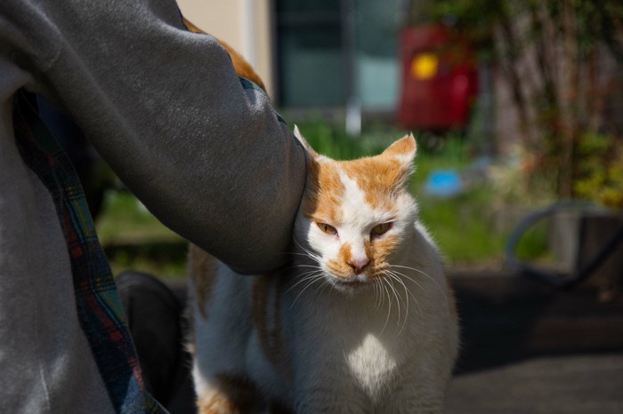 スリスリしにくる猫