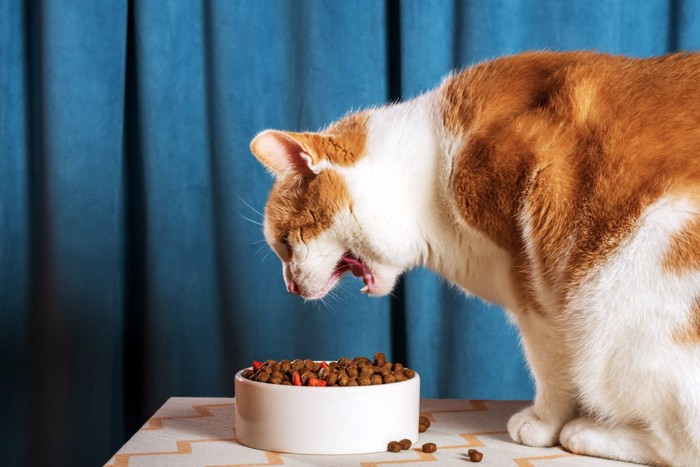 食べるのが痛そうな猫