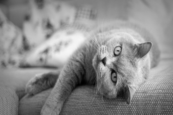 モノクロの写真