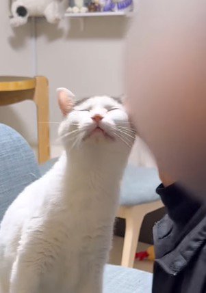 ヒゲの生えたアゴで撫でられて目を細める猫