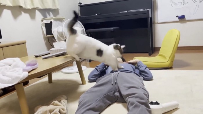 人のお腹にダイブする猫