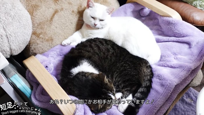 白猫と黒系の猫