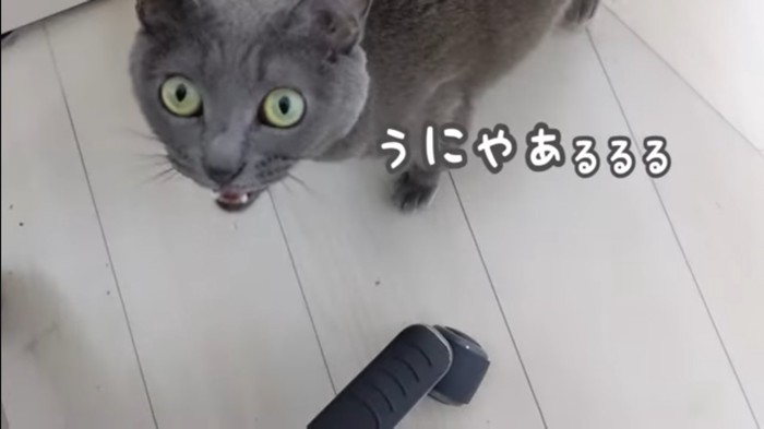 うにゃぁと鳴く猫