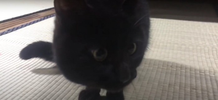 黒猫%％心配そうに見つめるてんちゃん