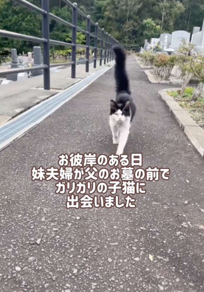 お墓を彷徨う子猫