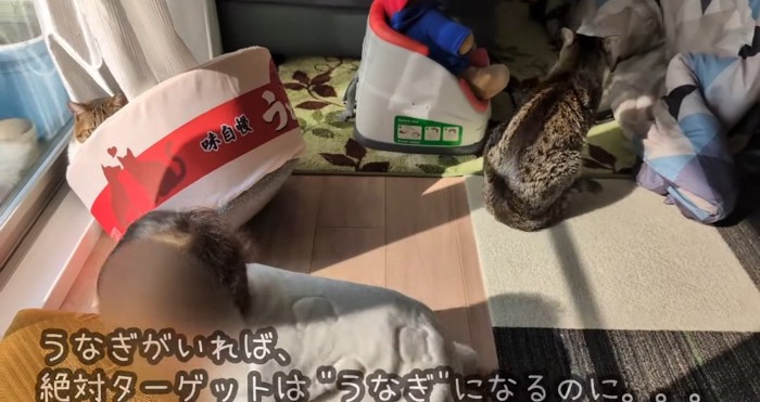 赤ちゃんと猫