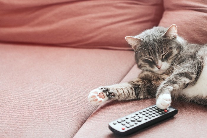 テレビのリモコンとくつろぐ猫